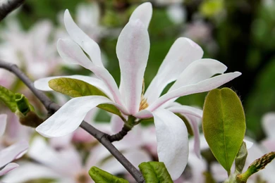 White Magnolia, Flower, Flowers, 2880x1800 HD Wallpapers And FREE ...