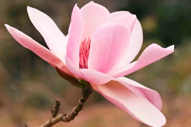 Pictures\Pink Magnolia Flower Head.jpg (3508×2480)