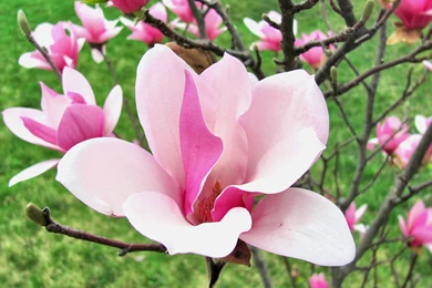 MAGNOLIA BLOOM WALLPAPER   (