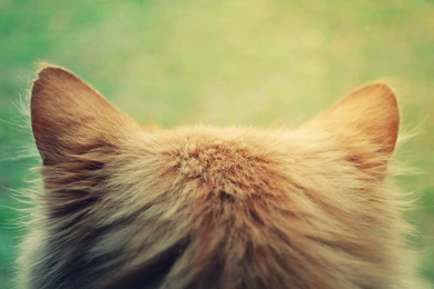 2880x1800 Fluffy Cat Head Wallpapers