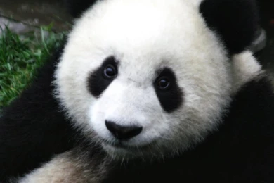 Download Fluffy Panda Wallpapers For Samsung Galaxy Tab