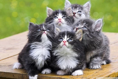 Fluffy Kittens 1 HD Desktop Wallpapers : Fullscreen