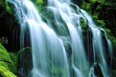 Desktop Wallpapers » Natural Backgrounds » Sodden Moss, Proxy ...