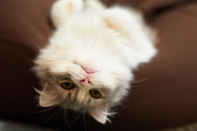 Fluffy Cat HD Wallpapers