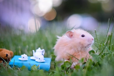 Download Wallpapers 1920x1080 Hamster, Toys, Grass, Fluffy Full HD ...