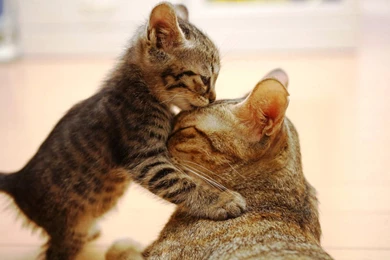 Gud Night Sweety   Cats Wallpapers