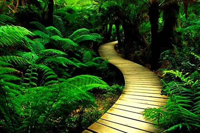 Nature iPad 3,4 & Air Wallpapers