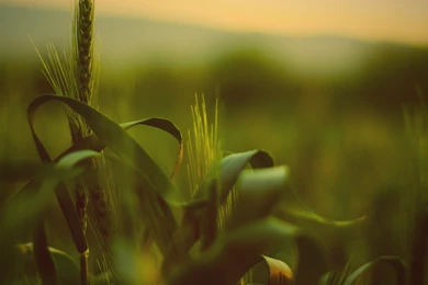 Nature iPad 3,4 & Air Wallpapers