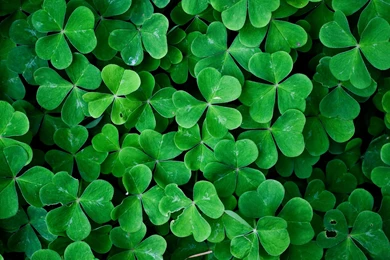 Nature iPad 3,4 & Air Wallpapers