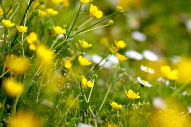 iPad Retina Wallpapers HD   Retina Ready, Stunning Wallpapers