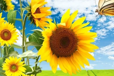 768x1024 Sun Flowers Butterfly & Nature Ipad Mini Wallpapers