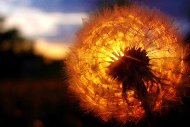 Sunset Backgrounds Free Download