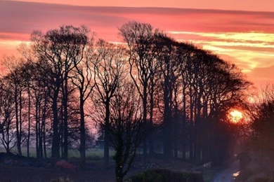 768x1024 Sunset Trees Road & Nature Ipad Mini Wallpapers