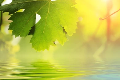 Nature iPad Wallpapers   Beautiful iPad Natural Wallpapers Free ...