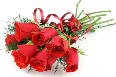 Only Red Roses High Quality Wallpapers