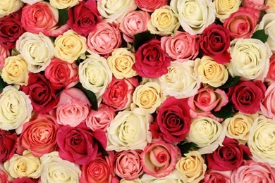 Roses Wallpapers 14   Best Wallpapers Collection