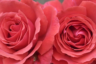 Hd Rose Wallpapers For Desktop   Wallpapers HD Fine