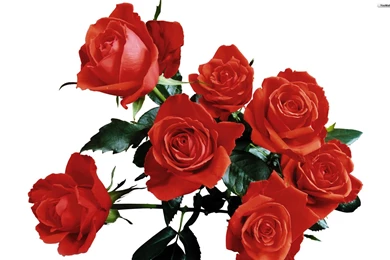 YouWall   Red Roses Wallpapers   Wallpaper,wallpapers,free ...