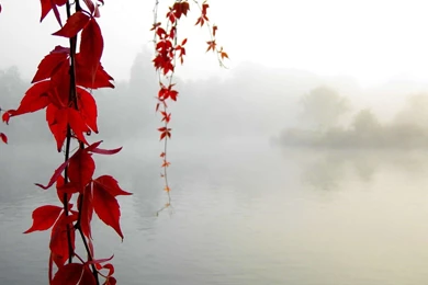 Red Vines Above The Foggy Lake, 1920x1080 HD Wallpapers And FREE ...