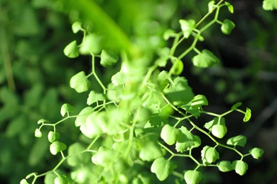 Shoots On The Green Seductive Wallpaper: Verdant Vines - Plant ...