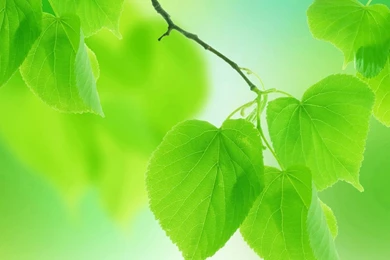 Green Vines Desktop Wallpapers Free Downloads