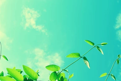 Vines And Sunny Sky   Typta.com