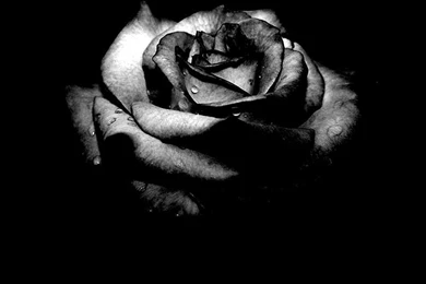 Black Rose Wallpapers