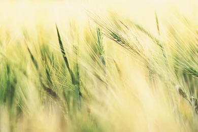 Set Your Desktop To The Colorful Outdoors With These Vintage Style ...