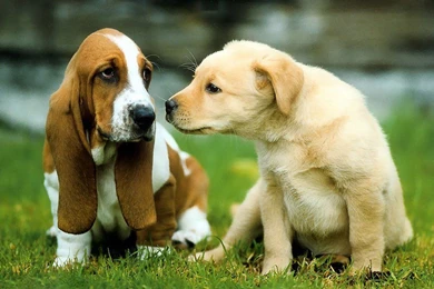 Dogs Wallpapers For Computer