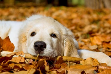 Wide HD Free Dog Wallpapers