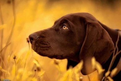 Dogs Wallpapers [8]   (