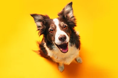 High Resolution Wallpaper: Funny Cats & Dogs Wallpapers. Cat And ...