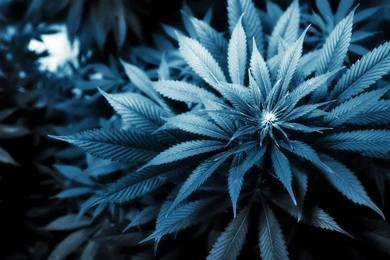 21+ Weed Wallpapers, Backgrounds, Images