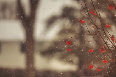 Mountain ash red berries branches winter snowflakes hd wallpapers ...