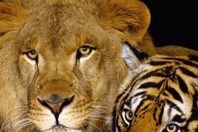 Download Wallpapers 2560x1024 Tiger, Lion, Couple, Down, Big Cat ...