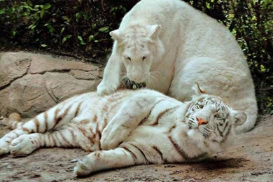 Wallpapers Of White Lion   Wallpapers Cave