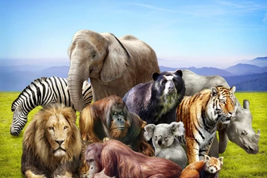 Other Animal Mix Lion Zebra Elephant Koala Rino Tiger Wallpapers ...