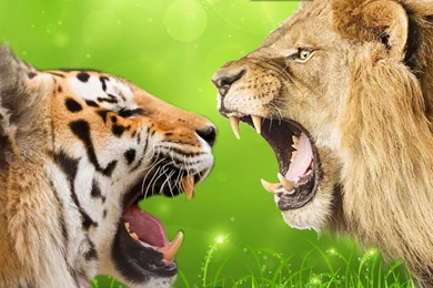 Tiger Vs Lion 4K Wallpapers