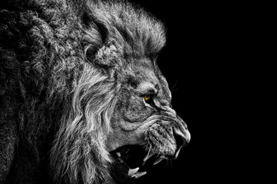 Free Lion Black And White Wallpapers Mobile