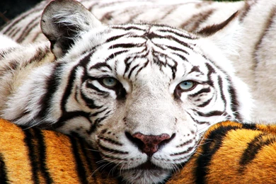 Bengal Black Lion Tiger White HD Wallpapers