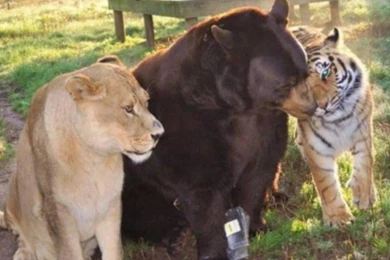 LION TIGER BEAR OH MY WALLPAPER   (