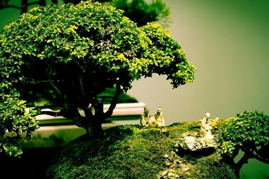 Bonsai Tree Wallpapers   Wallpapers Zone