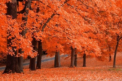 Red Tree Desktop Wallpapers Hd Images