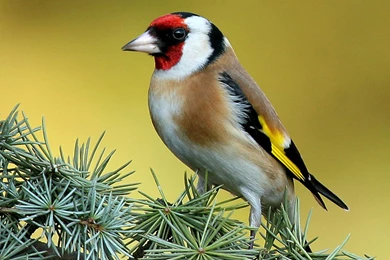 Bird On The Pine Tree Wallpapers