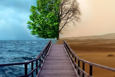 Hawaii Sunset Palm Tree Best Nature IPAD ICloud WallPaper