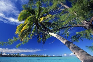 30 Palm Tree Wallpapers Pictures
