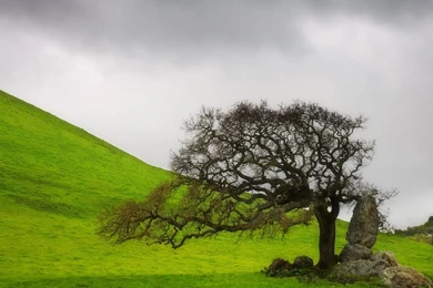 Wallpaper tree single tree