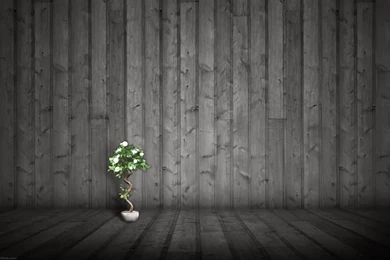 Apple Wood Wallpapers