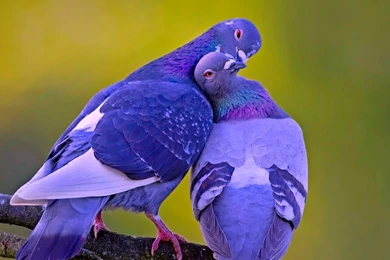 Love Birds Wallpapers