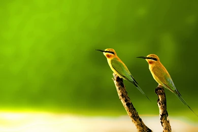 15+ Beautiful Birds Wallpapers Collection [HD Edition]   Stugon